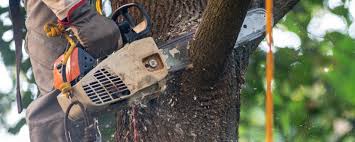 Best Tree Risk Assessment  in South Jacksonvle, IL