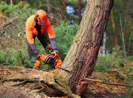 Best Tree Trimming and Pruning  in South Jacksonvle, IL