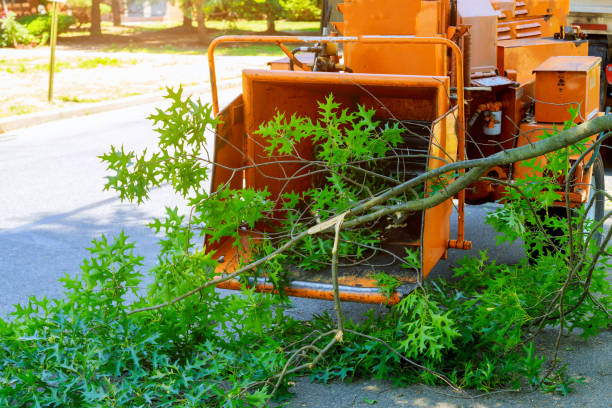 Best Hazardous Tree Removal  in South Jacksonvle, IL