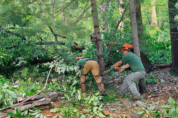 Best Utility Line Clearance  in South Jacksonvle, IL