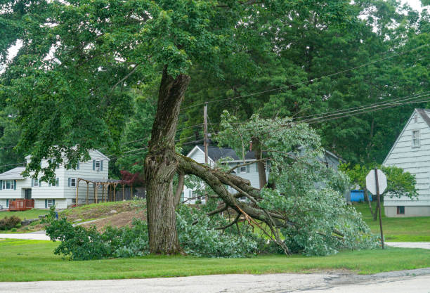 Best Leaf Removal  in South Jacksonvle, IL