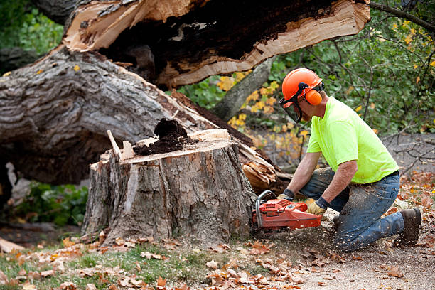 How Our Tree Care Process Works  in  South Jacksonville, IL